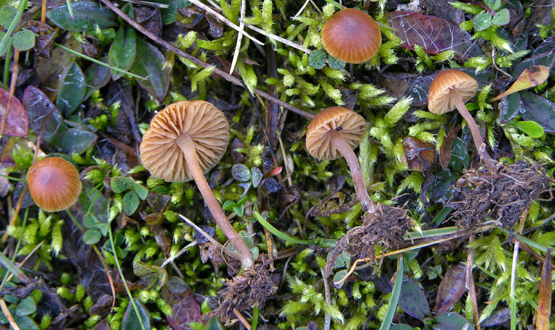 Galerina da deteminare n�11.